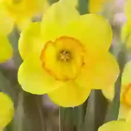 Pacific Rim